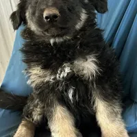 KING SHEPHERD, a male German Shepherd Dog and King Shepherd for sale in Seligman, AZ – Photo 3 of 10