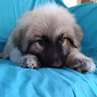 KING SHEPHERD, a male German Shepherd Dog and King Shepherd for sale in Seligman, AZ – Photo 4 of 6