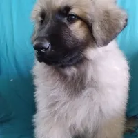 KING SHEPHERD, a male German Shepherd Dog and King Shepherd for sale in Seligman, AZ – Photo 1 of 6