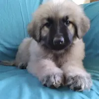 KING SHEPHERD, a male German Shepherd Dog and King Shepherd for sale in Seligman, AZ – Photo 5 of 6