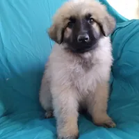 KING SHEPHERD, a male German Shepherd Dog and King Shepherd for sale in Seligman, AZ – Photo 2 of 6