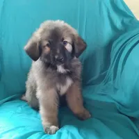 KING SHEPHERD, a male German Shepherd Dog and King Shepherd for sale in Seligman, AZ – Photo 5 of 6