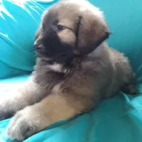 KING SHEPHERD, a male German Shepherd Dog and King Shepherd for sale in Seligman, AZ – Photo 3 of 6