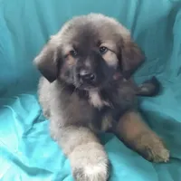 KING SHEPHERD, a male German Shepherd Dog and King Shepherd for sale in Seligman, AZ – Photo 4 of 6