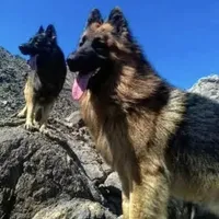 KING SHEPHERD, a male German Shepherd Dog and King Shepherd for sale in Seligman, AZ – Photo 1 of 10