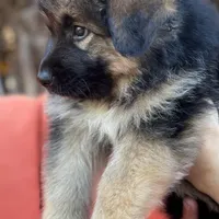KING SHEPHERD, a male German Shepherd Dog and King Shepherd for sale in Seligman, AZ – Photo 4 of 10