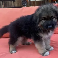 KING SHEPHERD, a male German Shepherd Dog and King Shepherd for sale in Seligman, AZ – Photo 7 of 10