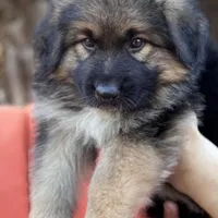 KING SHEPHERD, a male German Shepherd Dog and King Shepherd for sale in Seligman, AZ – Photo 5 of 10