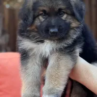 KING SHEPHERD, a male German Shepherd Dog and King Shepherd for sale in Seligman, AZ – Photo 6 of 10