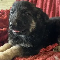 KING SHEPHERD, a male German Shepherd Dog and King Shepherd for sale in Seligman, AZ – Photo 10 of 10