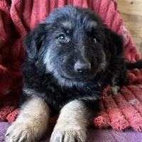 KING SHEPHERD, a male German Shepherd Dog and King Shepherd for sale in Seligman, AZ – Photo 1 of 10