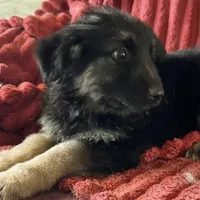 KING SHEPHERD, a male German Shepherd Dog and King Shepherd for sale in Seligman, AZ – Photo 5 of 10