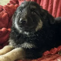 KING SHEPHERD, a male German Shepherd Dog and King Shepherd for sale in Seligman, AZ – Photo 8 of 10