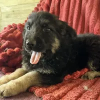 KING SHEPHERD, a male German Shepherd Dog and King Shepherd for sale in Seligman, AZ – Photo 7 of 10