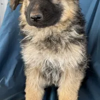 KING SHEPHERD, a male German Shepherd Dog and King Shepherd for sale in Seligman, AZ – Photo 2 of 10