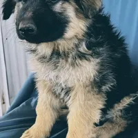 KING SHEPHERD, a male German Shepherd Dog and King Shepherd for sale in Seligman, AZ – Photo 3 of 10