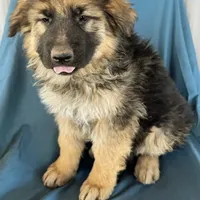 KING SHEPHERD, a male German Shepherd Dog and King Shepherd for sale in Seligman, AZ – Photo 1 of 10