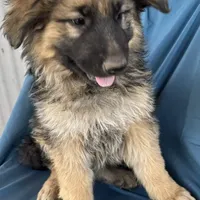 KING SHEPHERD, a male German Shepherd Dog and King Shepherd for sale in Seligman, AZ – Photo 9 of 10