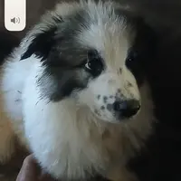 KING SHEPHERD, a male German Shepherd Dog and King Shepherd for sale in Seligman, AZ – Photo 1 of 5