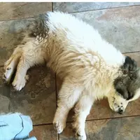 KING SHEPHERD, a male German Shepherd Dog and King Shepherd for sale in Seligman, AZ – Photo 3 of 5