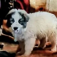 KING SHEPHERD, a male German Shepherd Dog and King Shepherd for sale in Seligman, AZ – Photo 2 of 5