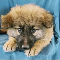 KING SHEPHERD, a male German Shepherd Dog and King Shepherd for sale in Seligman, AZ – Photo 2 of 10