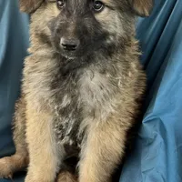 KING SHEPHERD, a male German Shepherd Dog and King Shepherd for sale in Seligman, AZ – Photo 6 of 10