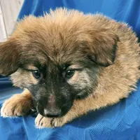 KING SHEPHERD, a male German Shepherd Dog and King Shepherd for sale in Seligman, AZ – Photo 8 of 10