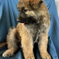 KING SHEPHERD, a male German Shepherd Dog and King Shepherd for sale in Seligman, AZ – Photo 4 of 10