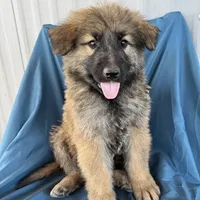 KING SHEPHERD, a male German Shepherd Dog and King Shepherd for sale in Seligman, AZ – Photo 7 of 10