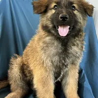KING SHEPHERD, a male German Shepherd Dog and King Shepherd for sale in Seligman, AZ – Photo 5 of 10