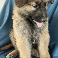 KING SHEPHERD, a male German Shepherd Dog and King Shepherd for sale in Seligman, AZ – Photo 3 of 10