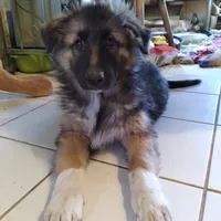 KING SHEPHERD, a female German Shepherd Dog and King Shepherd for sale in Seligman, AZ – Photo 4 of 4