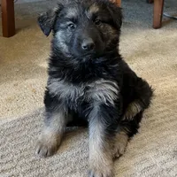 KING SHEPHERD, a female German Shepherd Dog and King Shepherd for sale in Seligman, AZ – Photo 2 of 4