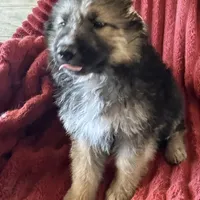 KING SHEPHERD, a female German Shepherd Dog and King Shepherd for sale in Seligman, AZ – Photo 3 of 10