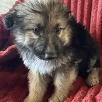 KING SHEPHERD, a female German Shepherd Dog and King Shepherd for sale in Seligman, AZ – Photo 1 of 10