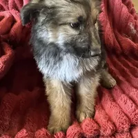 KING SHEPHERD, a female German Shepherd Dog and King Shepherd for sale in Seligman, AZ – Photo 4 of 10