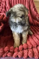 processed/5a51713d-62eb-4db0-aca7-faec690e73d2/listing/a2f7fba3-bdb7-49b7-9f30-63fda1ec7780/33b00e2d-0c4f-4589-bac5-ccba11ee9c46