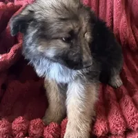 KING SHEPHERD, a female German Shepherd Dog and King Shepherd for sale in Seligman, AZ – Photo 6 of 10