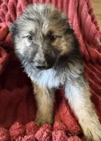 processed/5a51713d-62eb-4db0-aca7-faec690e73d2/listing/a2f7fba3-bdb7-49b7-9f30-63fda1ec7780/e1c3e601-4b58-4e8c-9a57-52bc38a413c7