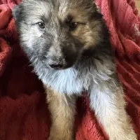 KING SHEPHERD, a female German Shepherd Dog and King Shepherd for sale in Seligman, AZ – Photo 2 of 10