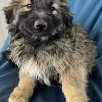 KING SHEPHERD, a female German Shepherd Dog and King Shepherd for sale in Seligman, AZ – Photo 8 of 10