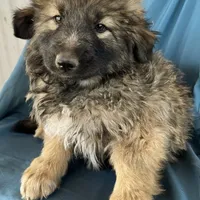 KING SHEPHERD, a female German Shepherd Dog and King Shepherd for sale in Seligman, AZ – Photo 9 of 10