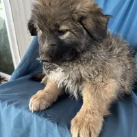 KING SHEPHERD, a female German Shepherd Dog and King Shepherd for sale in Seligman, AZ – Photo 10 of 10