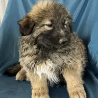 KING SHEPHERD, a female German Shepherd Dog and King Shepherd for sale in Seligman, AZ – Photo 6 of 10