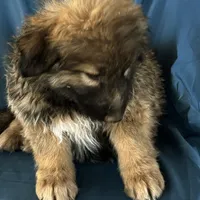 KING SHEPHERD, a female German Shepherd Dog and King Shepherd for sale in Seligman, AZ – Photo 7 of 10