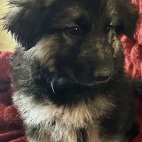 KING SHEPHERD, a female German Shepherd Dog and King Shepherd for sale in Seligman, AZ – Photo 6 of 10