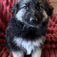 KING SHEPHERD, a female German Shepherd Dog and King Shepherd for sale in Seligman, AZ – Photo 1 of 10