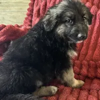 KING SHEPHERD, a female German Shepherd Dog and King Shepherd for sale in Seligman, AZ – Photo 3 of 10