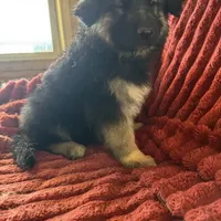 KING SHEPHERD, a female German Shepherd Dog and King Shepherd for sale in Seligman, AZ – Photo 10 of 10